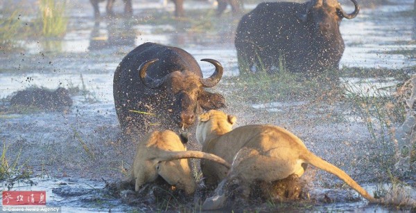 K1体育官网- 埃弗顿深陷降级泥潭，戴奇带队七轮仅取四分形势危急  